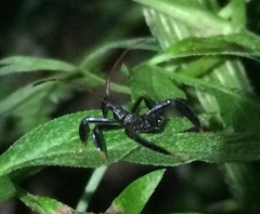 Acanthocephala femorata