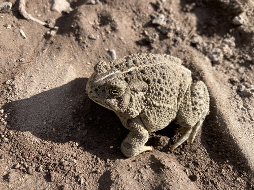 Western Toad