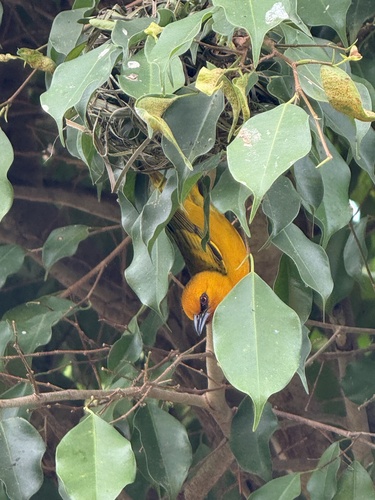Orange Weaver