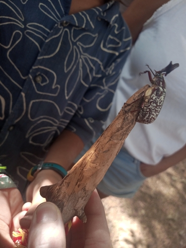Pine Chafer