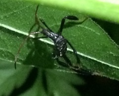 Acanthocephala femorata