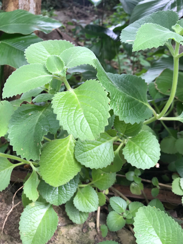 Indian Borage