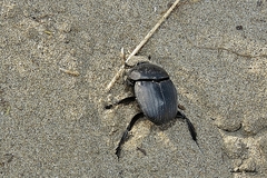 Scarabaeus semipunctatus