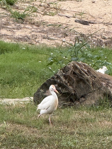 Western Cattle-Egret