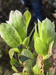Protea aurea