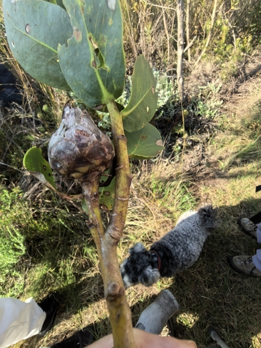 Protea aurea, photograph 2