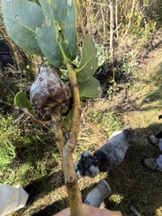 Protea aurea, photograph author not stated, no rights reserved