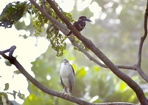 iNaturalist image