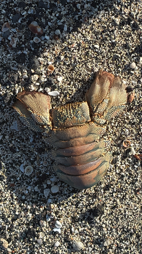 Panulirus, 2026-09-04