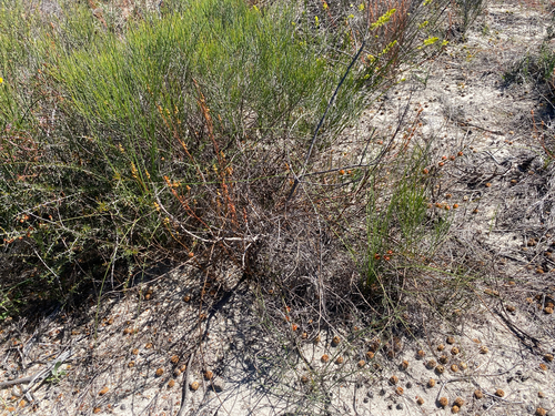 Tersonia cyathiflora