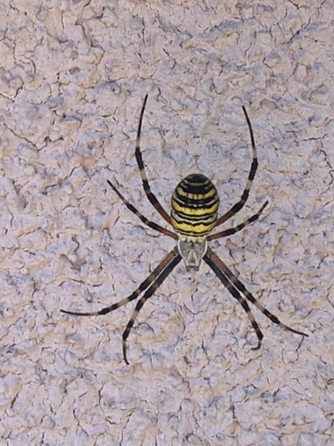 Wasp Spider
