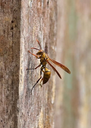 Polistes japonicus