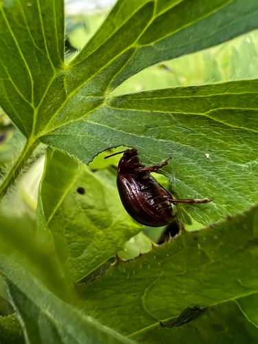 brown leaf beetle