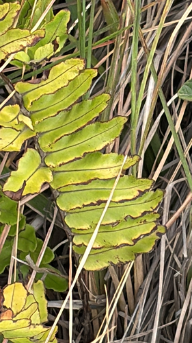 Nephrolepis brownii observed 2026-09-04