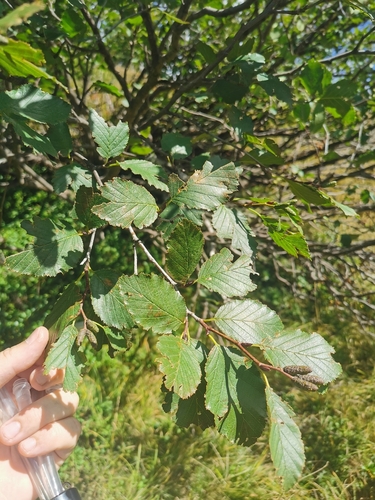 green alder