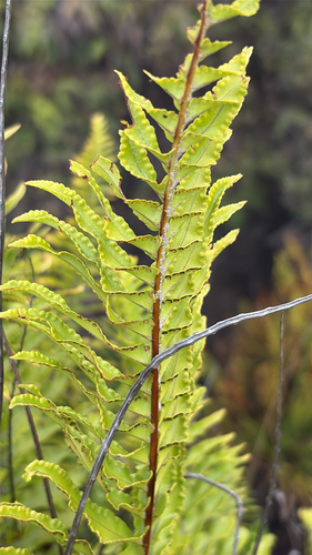 Nephrolepis brownii observed 2026-09-04