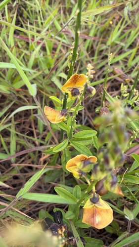 Crotalaria retusa observed 2026-09-04