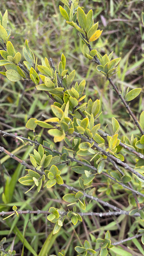Wikstroemia phillyreifolia observed 2026-09-04