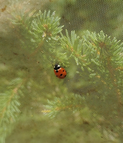 Seven-spotted Lady Beetle