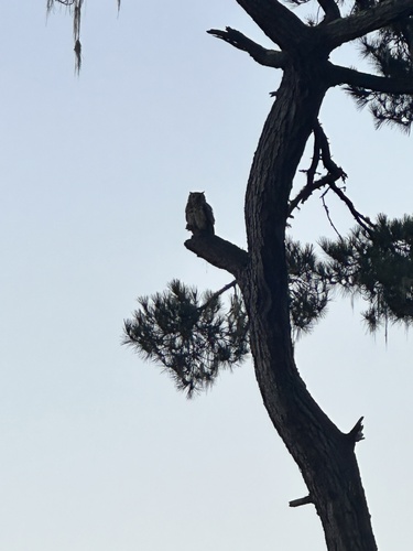 iNaturalist observation photo of Great Horned Owl