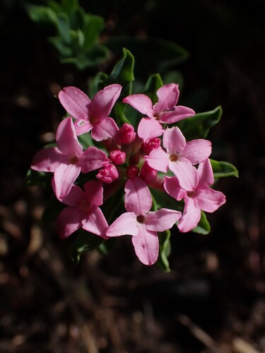 Daphne cneorum, photograph 2
