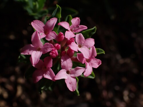 Daphne cneorum, photograph 1