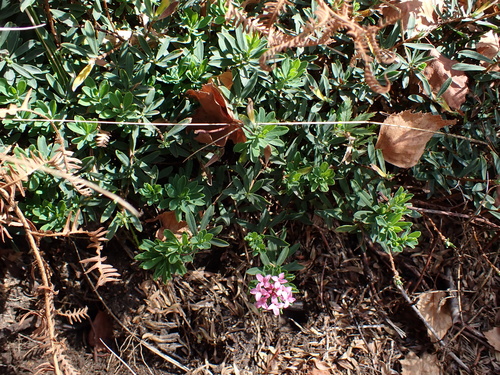 Daphne cneorum, photograph 4