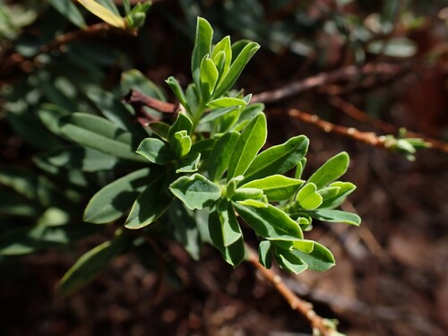 Daphne cneorum, photograph 3