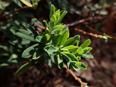 Daphne cneorum, photograph (c) Gabriele Vaudano, some rights reserved (CC BY)
