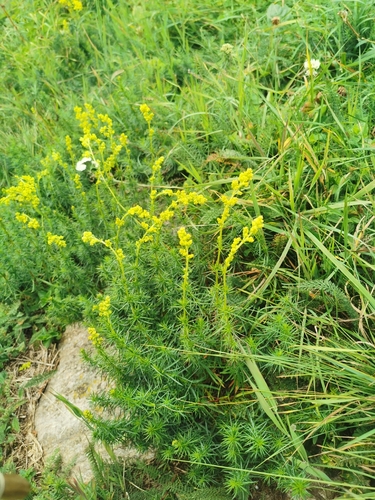Lady's Bedstraw