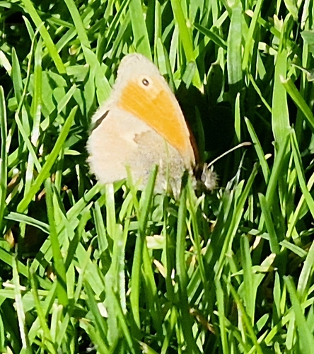 Small Heath