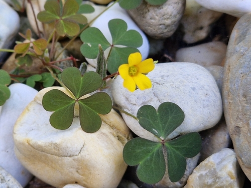 Creeping Woodsorrel
