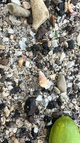 Cerithium litteratum observed 2026-09-06