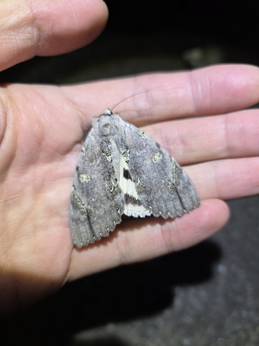 Catocala nivea