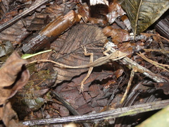 Anolis kemptoni