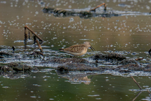 iNaturalist image