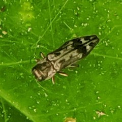 Agrilus lecontei