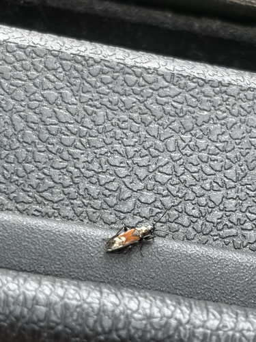 red-winged groundbug