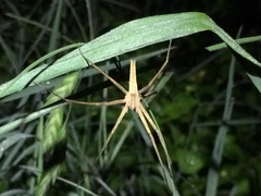 Pisaurina dubia