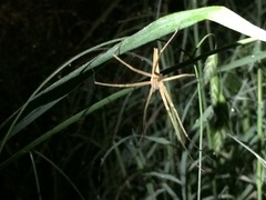 Pisaurina dubia
