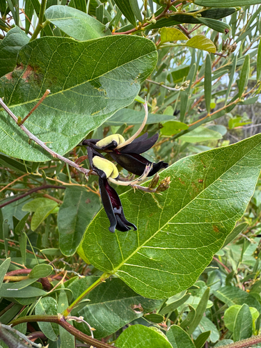 Kennedia nigricans, photograph 6
