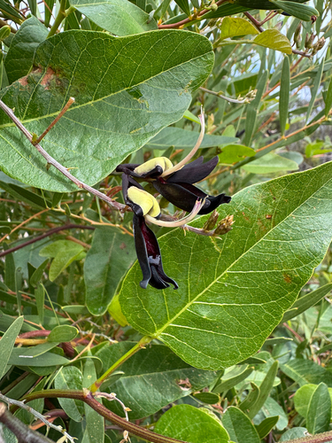 Kennedia nigricans, photograph 5