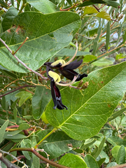 Kennedia nigricans, photograph (c) Tyler Anthony, some rights reserved (CC BY)