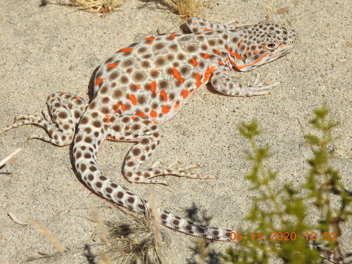 Long-nosed Leopard Lizard, Riverside County, CA, USA, photo 7 of 10