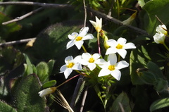 Leptosiphon rosaceus