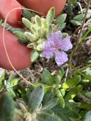 Polygalaceae observed 2026-09-03