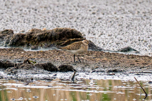 iNaturalist image