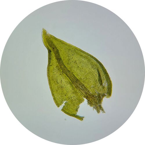 Lescuraea patens observed 2026-08-18
