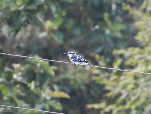 iNaturalist image