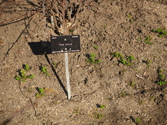 Rosa sicula